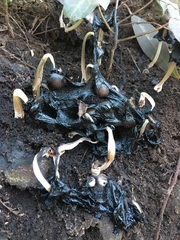 Coprinellus micaceus