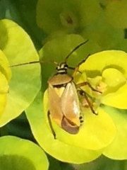 Brachycoleus pilicornis