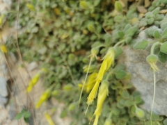 Eucnide xylinea