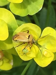 Brachycoleus pilicornis