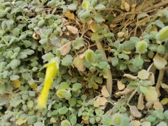 Eucnide xylinea