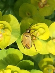 Brachycoleus pilicornis