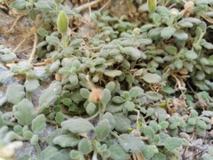 Eucnide xylinea