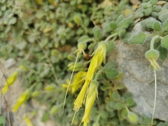 Eucnide xylinea