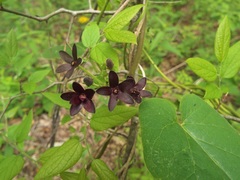 Matelea carolinensis