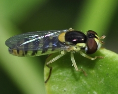 Sphaerophoria rueppellii