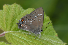 Satyrium calanus falacer