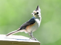 Baeolophus bicolor × atricristatus