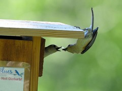 Baeolophus bicolor × atricristatus