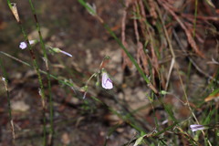 Oxalis livida