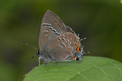 Satyrium calanus falacer