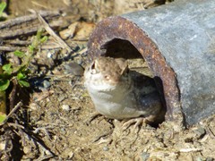 Leiocephalus raviceps