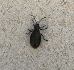 Arima marginata