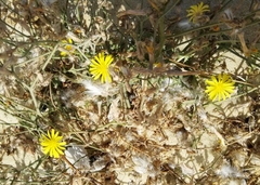 Asteraceae