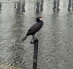 Phalacrocorax carbo