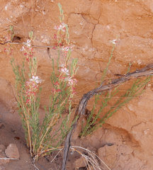 Oenothera suffrutescens