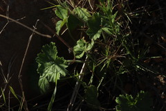 Ciconium