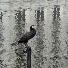 Phalacrocorax carbo