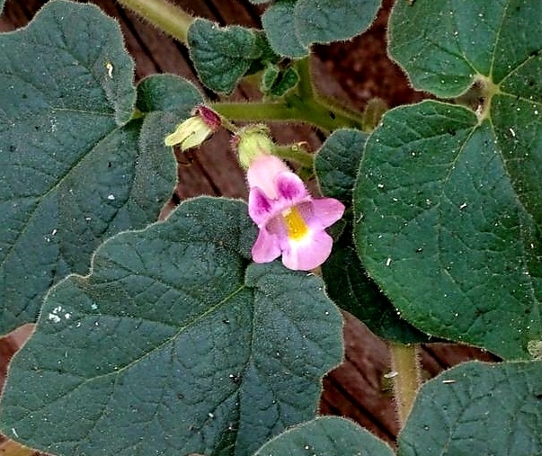 Martyniaceae