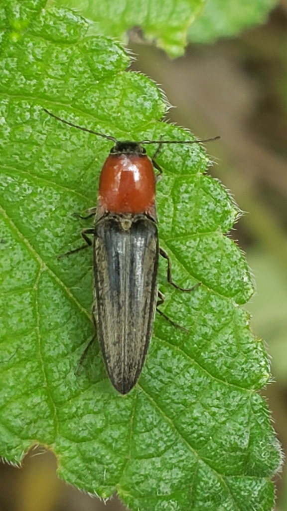Agriotes sublineatus