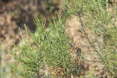 Dicerothamnus