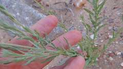 Oenothera suffrutescens