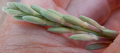 Oenothera suffrutescens