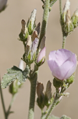 Malacothamnus orbiculatus