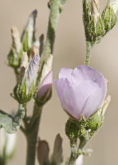 Malacothamnus orbiculatus