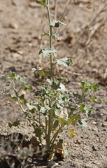 Malacothamnus orbiculatus