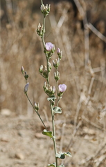 Malacothamnus orbiculatus