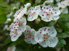 Crataegus × media