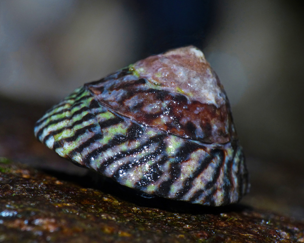 Striped-mouth Conniwink