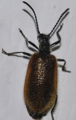 Lagria grenieri