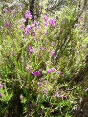 Ericeae