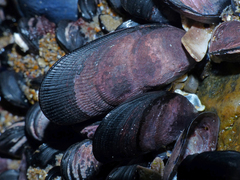 Brachidontes rostratus