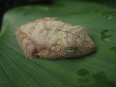 Boana calcarata
