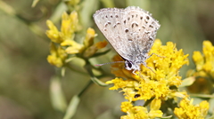 Satyrium behrii