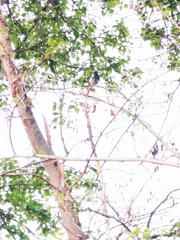 Phoenicurus ochruros