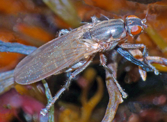 Chaetocoelopa sydneyensis