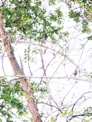 Phoenicurus ochruros