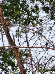 Phoenicurus ochruros