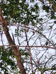 Phoenicurus ochruros