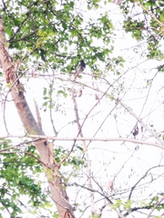 Phoenicurus ochruros