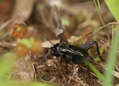 Gryllus rubens