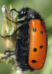 Hycleus scutellatus