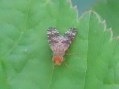 Oxyna parietina