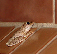 Litoria rothii