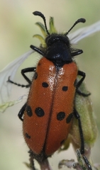 Hycleus scutellatus