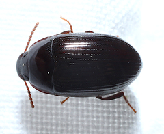 Platydema subcostata